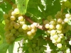 Chardonnay
