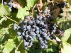 Merlot