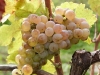 Sauvignon